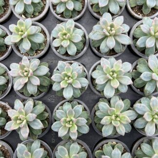 Суккулент Микс 3 от Завода ФЛОРА