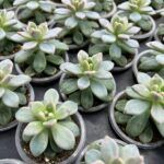 Суккулент Микс 3 от Завода ФЛОРА