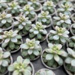 Суккулент Микс 3 от Завода ФЛОРА