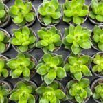 Суккулент Микс 4 от Завода ФЛОРА