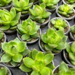 Суккулент Микс 4 от Завода ФЛОРА