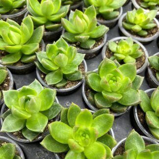 Суккулент Микс 4 от Завода ФЛОРА