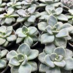 Суккулент Микс 5 от Завода ФЛОРА