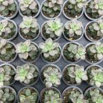 Суккулент Микс 6 от Завода ФЛОРА