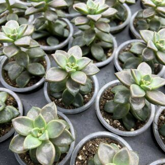 Суккулент Микс 6 от Завода ФЛОРА