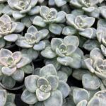 Суккулент Микс 5 от Завода ФЛОРА