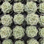 Суккулент Микс 1 от Завода ФЛОРА