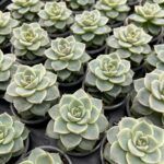 Суккулент Микс 1 от Завода ФЛОРА