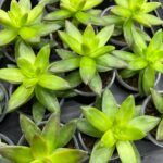 Суккулент Микс 2 от Завода ФЛОРА