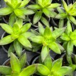 Суккулент Микс 2 от Завода ФЛОРА