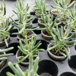 Суккулент Микс 7 от Завода ФЛОРА