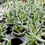 Суккулент Микс 7 от Завода ФЛОРА