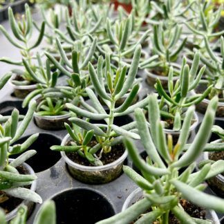 Суккулент Микс 7 от Завода ФЛОРА