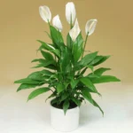 Спатифиллум Пико Купидо от Завода ФЛОРА