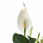 Спатифиллум Пико Купидо от Завода ФЛОРА