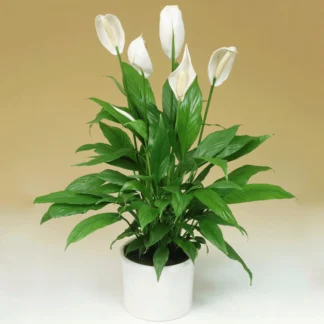 Спатифиллум Пико Купидо от Завода ФЛОРА