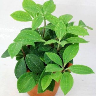 Пеперомия Перескиелистная от Завода ФЛОРА