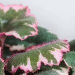 Саксифрага, Камнеломка Плетеносная Вариегатная от Завода ФЛОРА