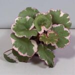 Саксифрага, Камнеломка Плетеносная Вариегатная от Завода ФЛОРА