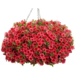 Петуния Mini Vista Coral от Завода ФЛОРА