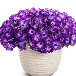 Петуния Vista Blue Moon от Завода ФЛОРА