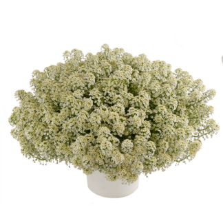 Алиссум Сhampagne Stream от Завода ФЛОРА