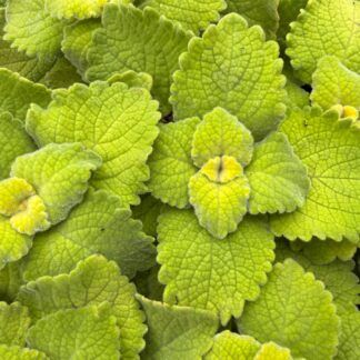 Плектрантус amboinicus от Завода ФЛОРА