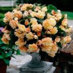 Бегония Belleconia Шардоне от Завода ФЛОРА