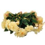 Бегония Belleconia Шардоне от Завода ФЛОРА