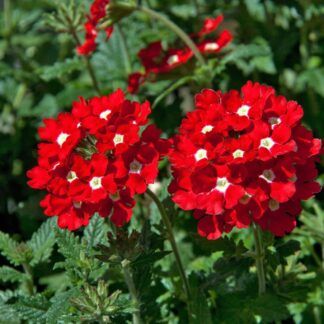 Вербена Blues Red от Завода ФЛОРА