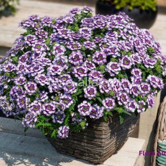 Вербена Wicked Great Grape от Завода ФЛОРА