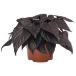 Ипомея батат FloraMia Cameo от Завода ФЛОРА