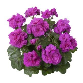 Пеларгония плющелистная Toscana Quirin (0,1л)