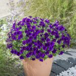 Петуния BUBBLES Violet Blue от Завода ФЛОРА
