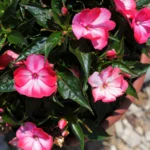 Бальзамин Новогвинейский Harmony Radiance Hot Pink от Завода ФЛОРА