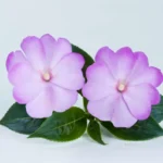 Бальзамин Новогвинейский Harmony Radiance Lilac от Завода ФЛОРА