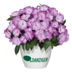 Бальзамин Новогвинейский Harmony Radiance Lilac от Завода ФЛОРА