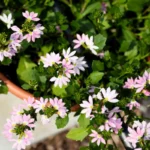 Сцевола Bicolor Rose Blessing от Завода ФЛОРА