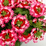 Вербена Vanessa Compact Bicolor Red от Завода ФЛОРА