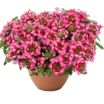 Вербена Vanessa Compact Bicolor Red от Завода ФЛОРА