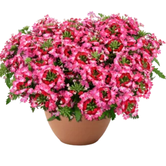 Вербена Vanessa Compact Bicolor Red от Завода ФЛОРА