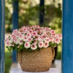 Вербена Vanessa Compact Bicolor Marshmallow от Завода ФЛОРА