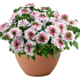 Вербена Vanessa Compact Bicolor Marshmallow от Завода ФЛОРА