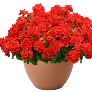 Вербена Vanessa Compact Hot Red от Завода ФЛОРА