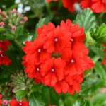 Вербена Vanessa Compact Hot Red от Завода ФЛОРА