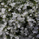 Лобелия White Star от Завода ФЛОРА