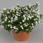 Лобелия White Star от Завода ФЛОРА