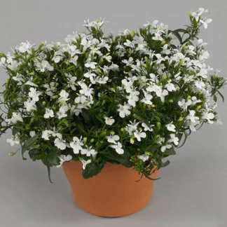 Лобелия White Star от Завода ФЛОРА