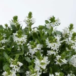 Сцевола White Touch от Завода ФЛОРА