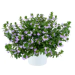 Сцевола Bicolor Lavender Blessing от Завода ФЛОРА